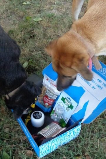 August-PetBox