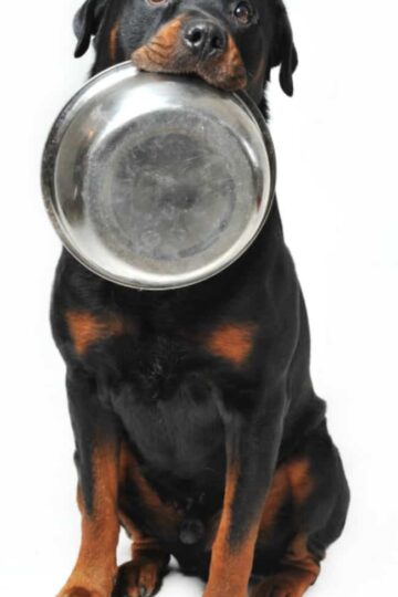 Nutritious-Dog-Food-Keeps-Your-Dog-Healthy-Happy