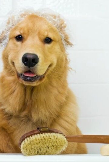 Reasons Dog Grooming is Important