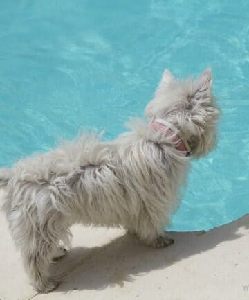 Keeping-Your-Pets-Safe-with-a-Pool-Cover
