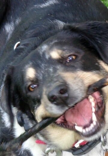 Pet-Dental-Routine-for-Clean-Teeth-and-Fresh-Breath:-#SmoochUrPooch