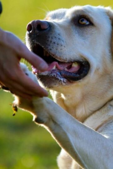 Tips for Finding a Pet Sitter