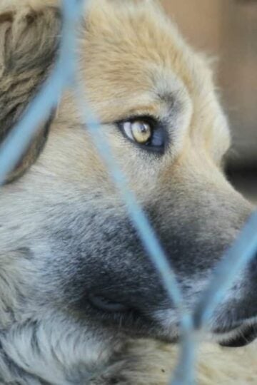 How to Help Your Local Animal Shelter During the Holidays