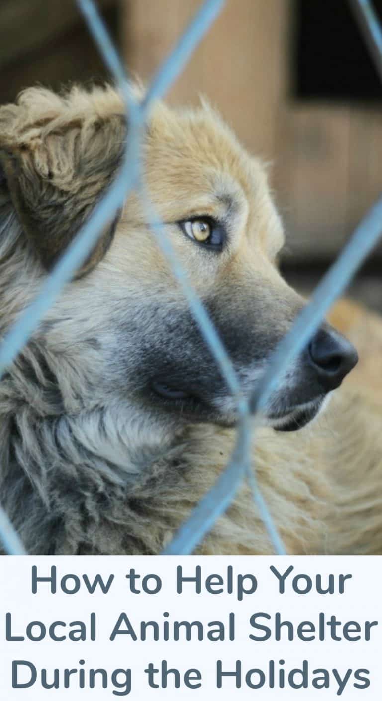 How to Help Your Local Animal Shelter During the Holidays Miss Molly Says