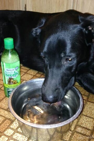 Doggie-Bad-Breath-TropiClean-water-additive-bowl