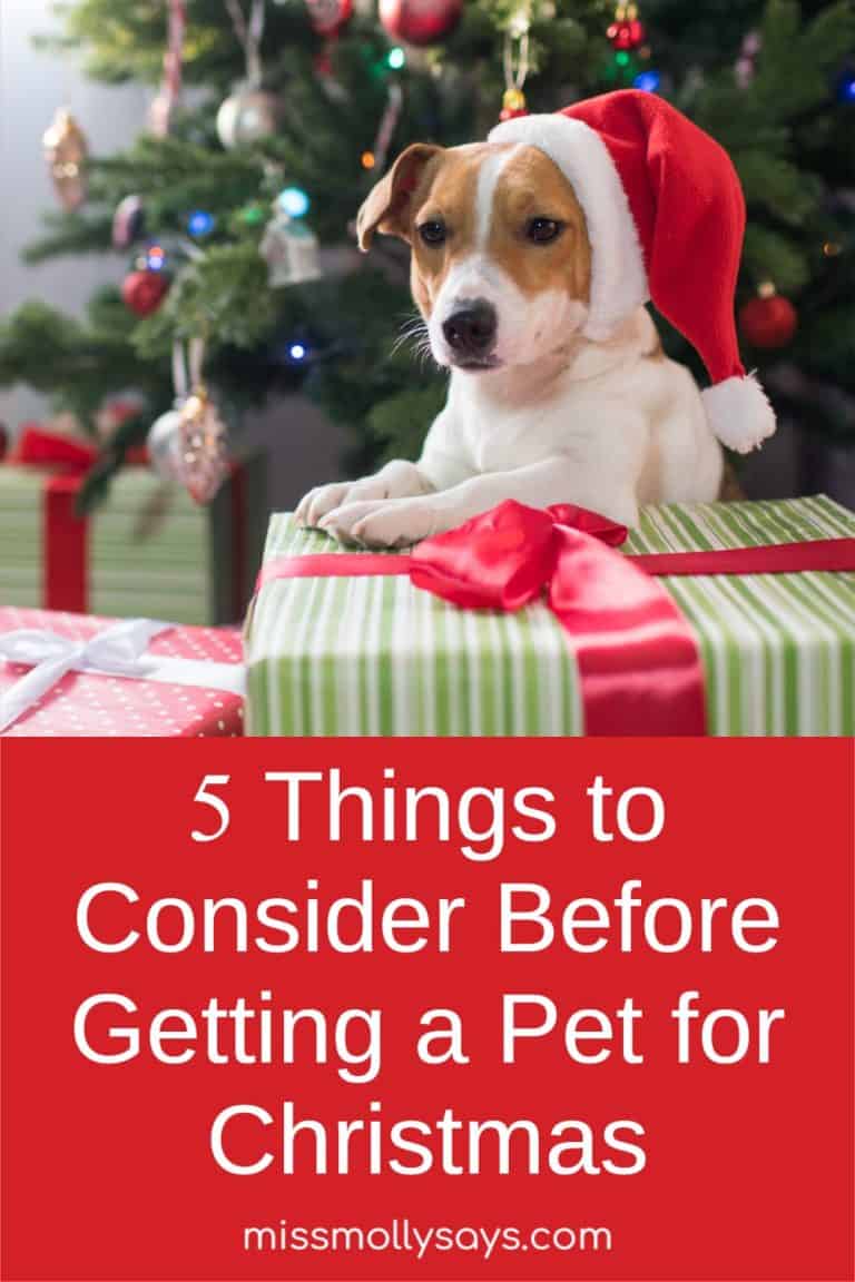 5 Things to Consider Before Getting a Pet for Christmas Miss Molly Says