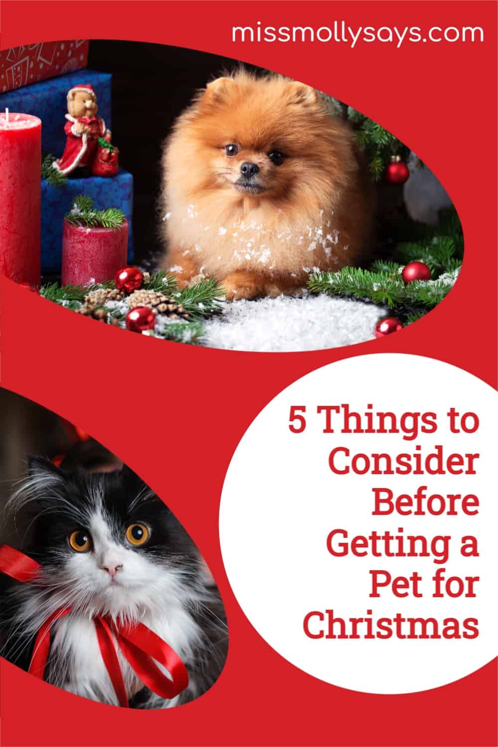5 Things to Consider Before Getting a Pet for Christmas Miss Molly Says