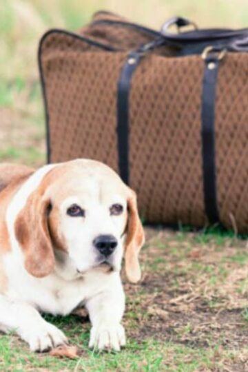Holiday Pet Boarding Tips