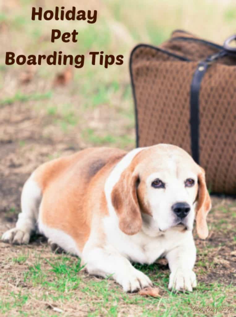 Holiday Pet Boarding Tips Miss Molly Says