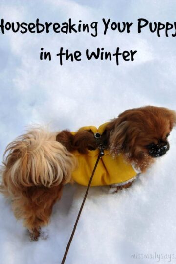 Housebreaking-Your-Puppy-in-the-Winter