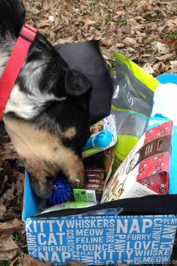 PetBox-November-Seager