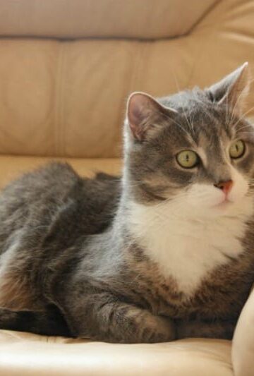 Questions to Consider before Adopting a Cat