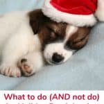 What to do (and not do) for Holiday Pet Adoption