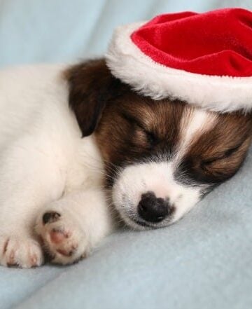 What-to-do-(and-not-do)-for-Holiday-Pet-Adoption