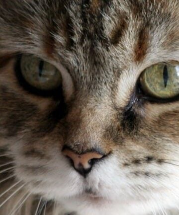 10-Cat-Breeds-that-are-Great-for-Kids