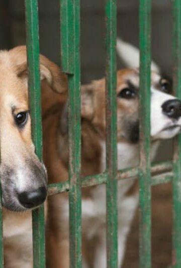 Help Animals in Need, Ways to Donate to Your Local Shelter