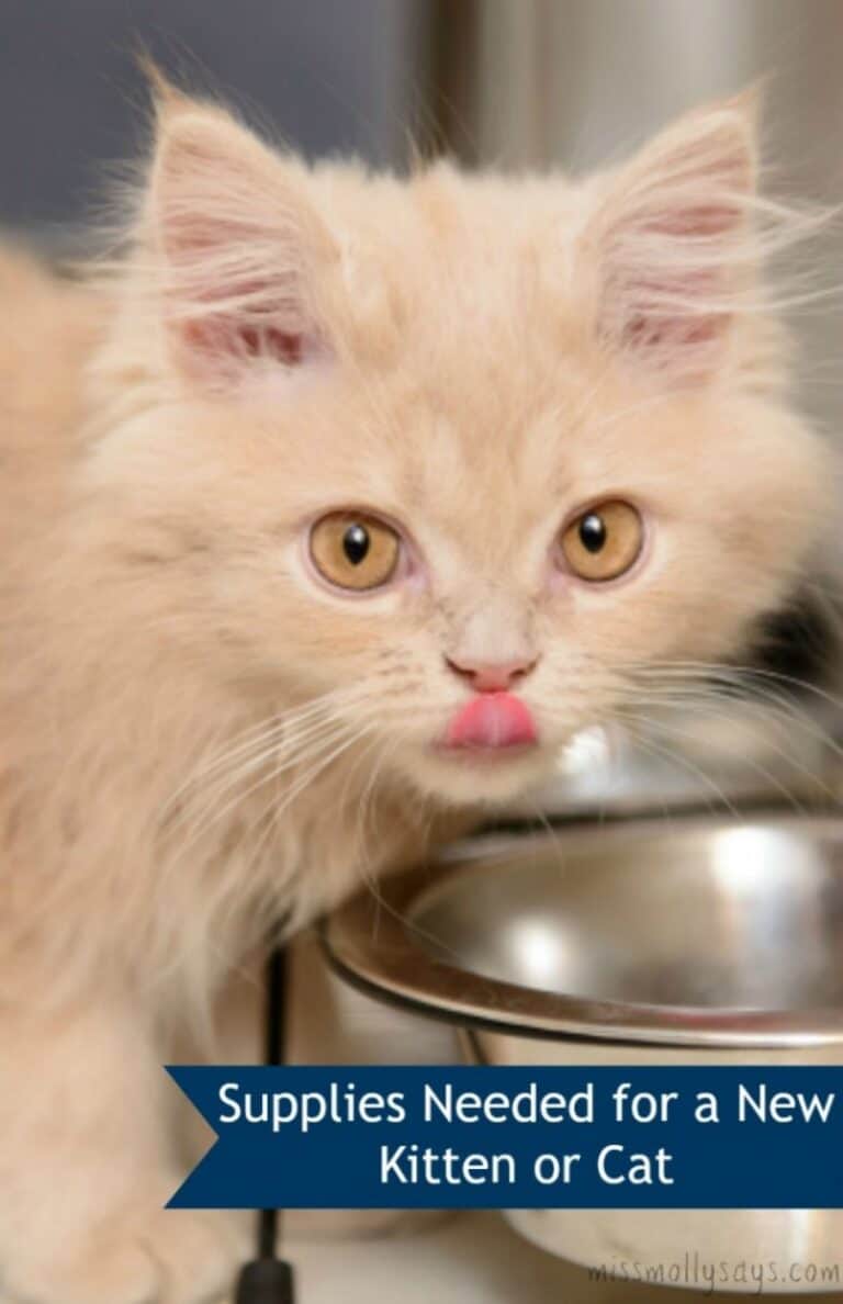 Supplies Needed for a New Kitten or Cat Miss Molly Says