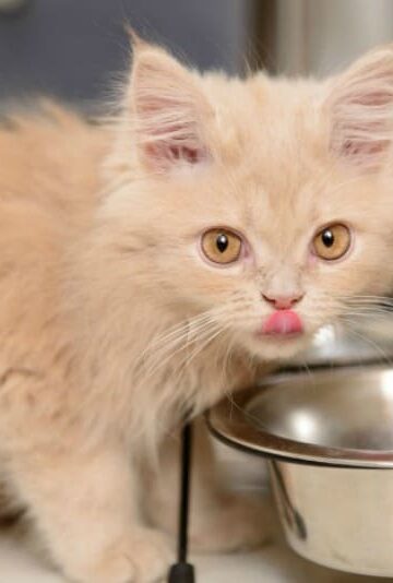 Supplies Needed for a New Kitten or Cat