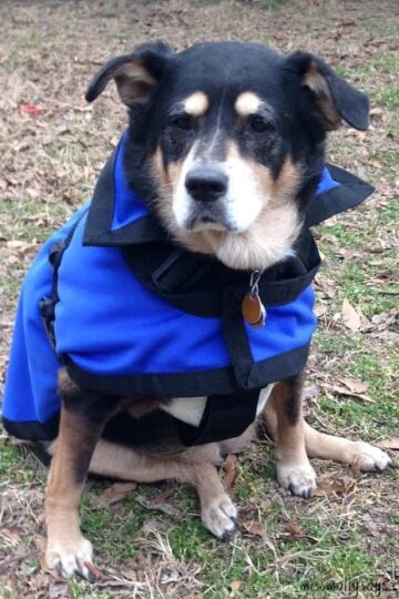 The Rein Coat: An All Natural Solution for Anxiety