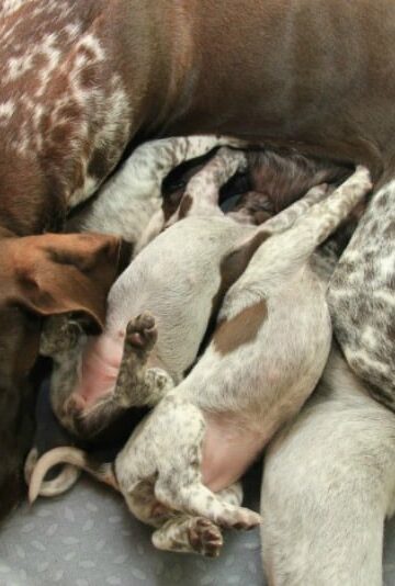 Benefits of Spaying and Neutering