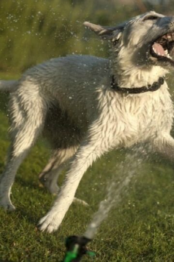 10 Ways to Keep Pets Cool this Summer