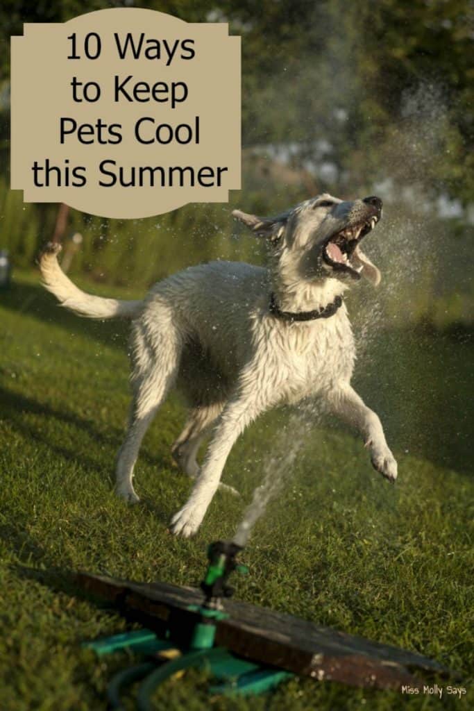 10 Ways to Keep Pets Cool this Summer Miss Molly Says