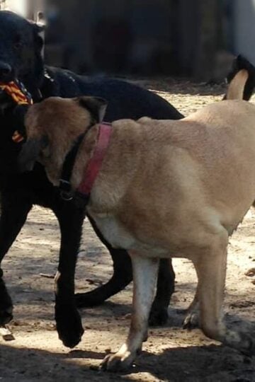 Petstages Dental Twist Chew Toy - Ozzy and Brandi