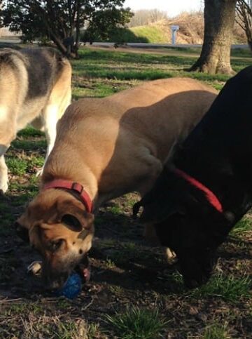 10 Weeks to #PerfectWeight with the Hill's Pet 10 Week Turnaround Calendar