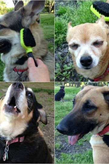FURminator Dual Brush for a Well Groomed Happy Dog! #Review