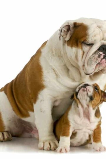 Caring for your Pets: 5 Beneficial Health Tips for your Pets Outside of Vet Visits