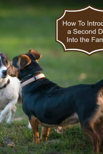 How To Introduce A Second Dog Into the Family