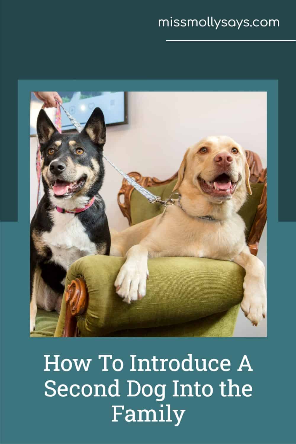 How To Introduce A Second Dog Into the Family Miss Molly Says