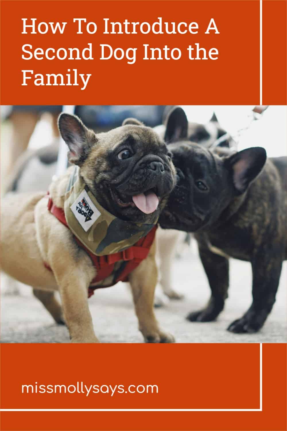 How To Introduce A Second Dog Into the Family Miss Molly Says
