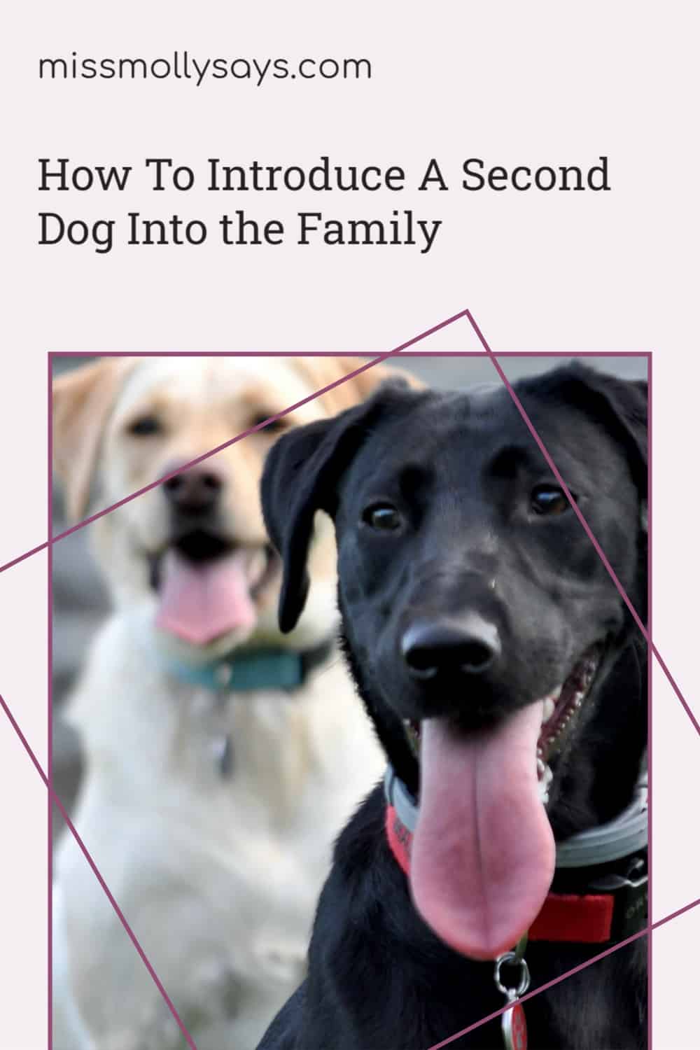 How To Introduce A Second Dog Into the Family Miss Molly Says