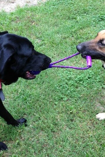 Brandi and Ozzy playing tug with their new KONG Squeezz Ball with Handle Dog Toy #Review
