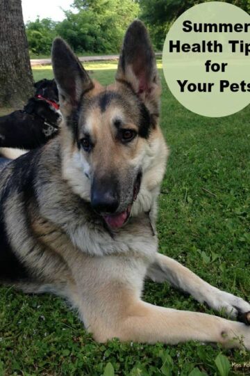 Summer Health Tips for Your Pets