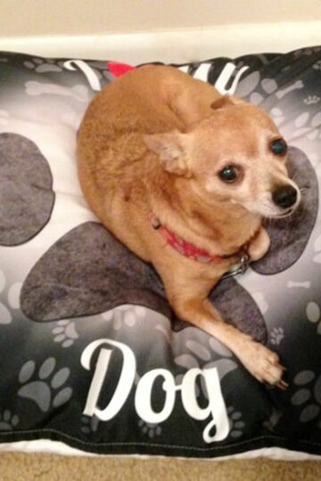 iLeesh 'I Love my Dog' Pet Bed | Princess approved! #Review