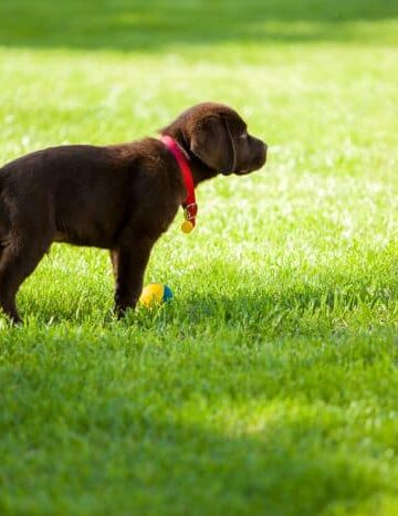 5 of the Best Dog Friendly Landscape Ideas