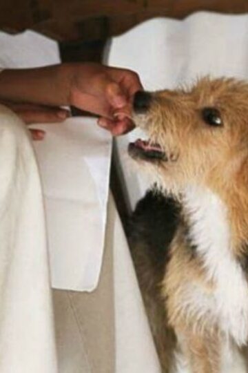 Keep Your Pet Healthy, 10 Table Foods You Should Never Feed Your Pet