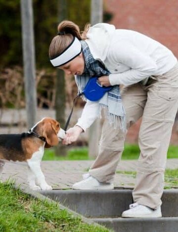 Woman giving a Beagle a treat during training