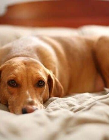 How to Live with Pets and Allergies: Six Tips for the Animal Lover