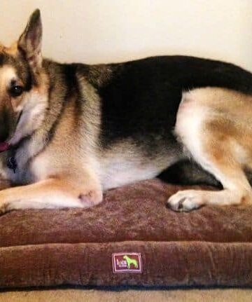 Luca Crate Cuddler Bed from Luca for Dogs for Pawsome Comfort! #Review