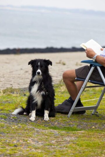 Your New Best Friend: 5 Reasons to Get a Dog During Retirement