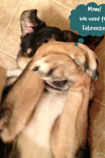 Solving Smelly Pet Odors with Febreze! #Petiquette
