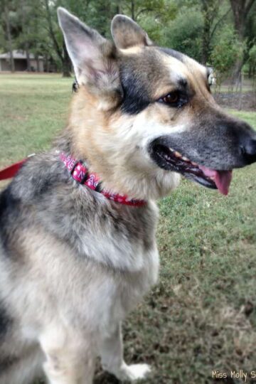 Hot Dog Personalized Red Hearts Dog Collar, Maggie