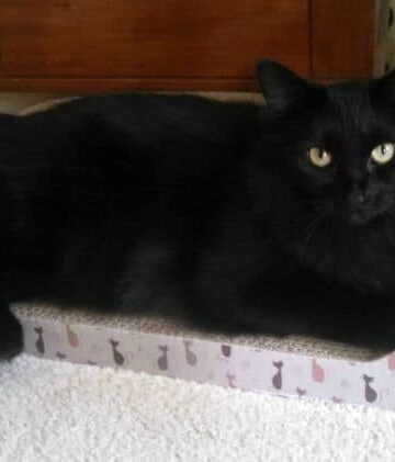 Kitty Couch and Cat Scratcher All In One #Review