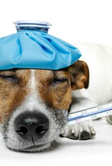 Pup Feeling Blue? Check Him for These 4 Common Illnesses