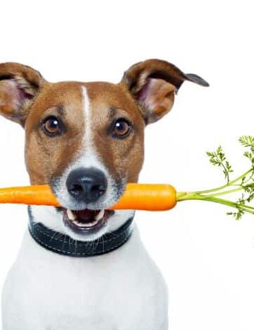 What to Believe: 5 Bogus Myths about Dog Nutrition and Diet