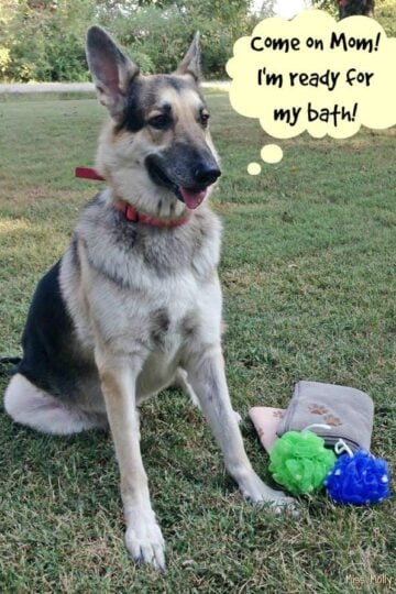 Woof Pouf for Dogs Makes Bath Day Easy! #WoofPouf