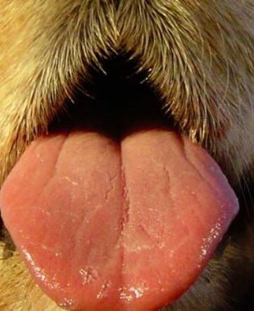 Bad Breath: What it Says About Your Dog's Diet